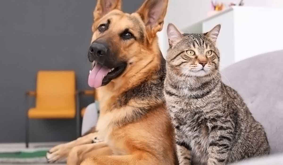 免费不要钱的怎么去攻击一个网站与防护