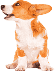 小黑ddos压力测试平台